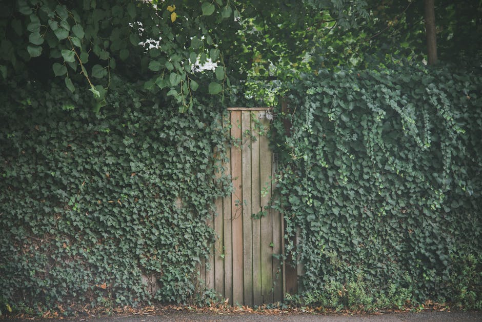 A wooden garden gate, painted in a light brown hue, is set within a dense wall of green ivy that covers most of the surrounding wooden fence. The gate is tall and narrow, featuring vertical planks and a simple latch lock at the top right corner, visible through the leafy foliage. The ivy's leaves are vibrant and lush, extending across the entire fence and partially obscuring the gate's edges. The ground in front of the gate comprises a paved pathway with scattered dry leaves. Overhead, branches and additional greenery form a natural canopy, filtering soft daylight onto the scene. The setting suggests an outdoor entrance leading to a private backyard or garden, and the image highlights the importance of outdoor spaces during house removals or home relocation projects, as facilitated by companies like Man with Van Forest Gate, specializing in professional household moving services.